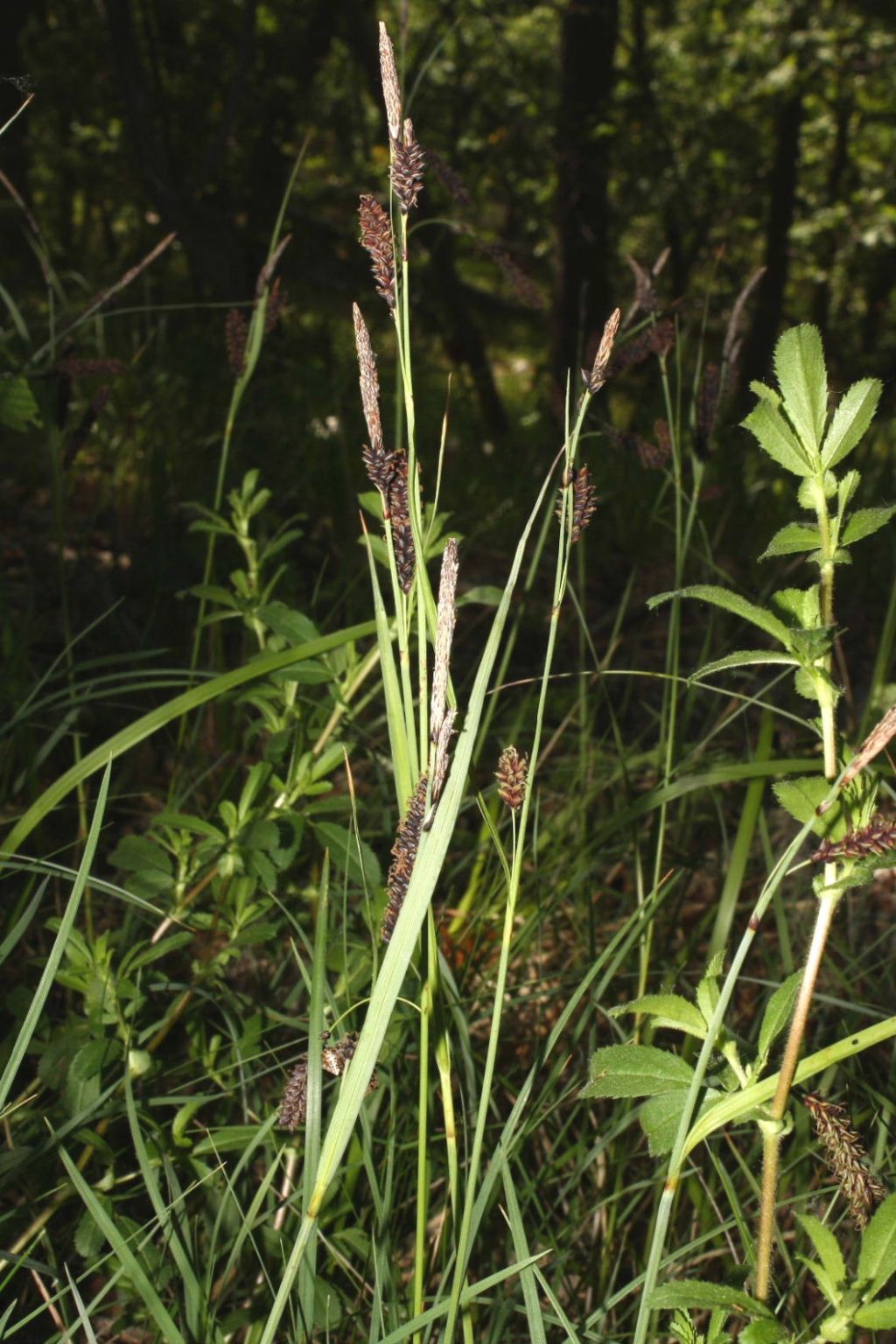 Carex nigra / Carice fosca